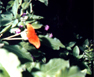 Cute Orange Butterfly