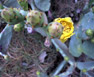 A Cactus Flower