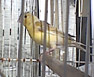Kiki, my canary who died in 2003