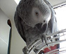 Our African Grey Parrot, Sara